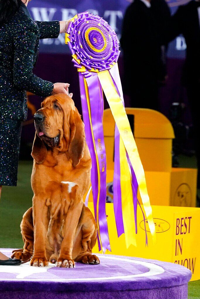 Westminster Dog Show